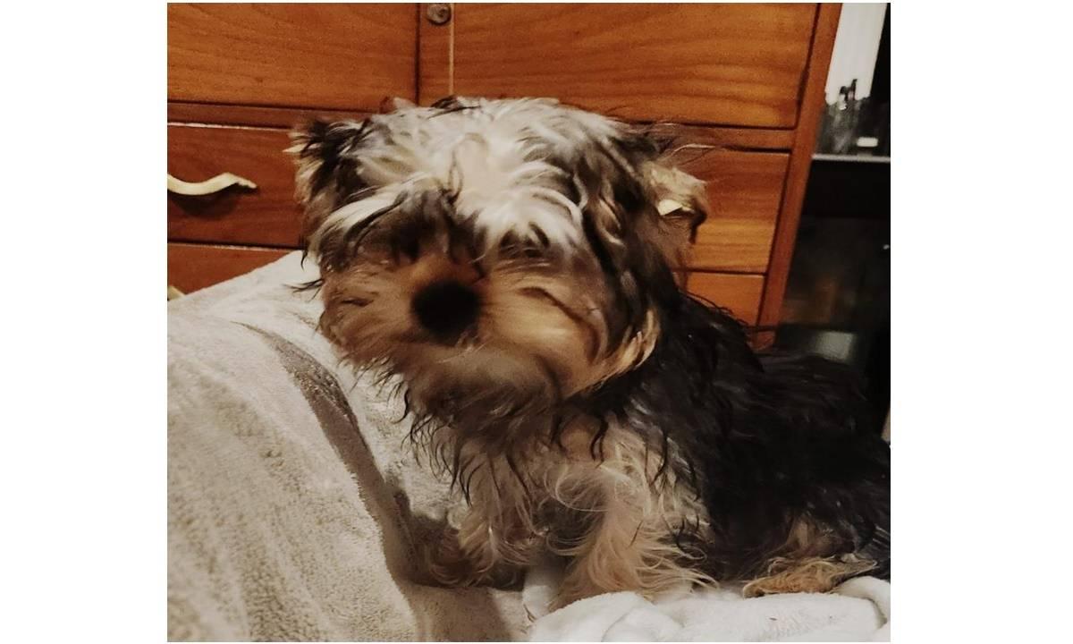 YORKIE MACHO 7 MESES PEDIGREE AZUL